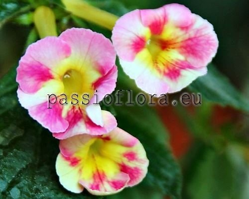 Achimenes STRAWBERRY LEMON