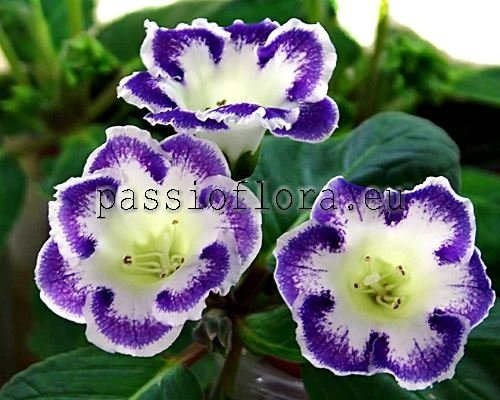 Gloxinia PF-MEMORIES