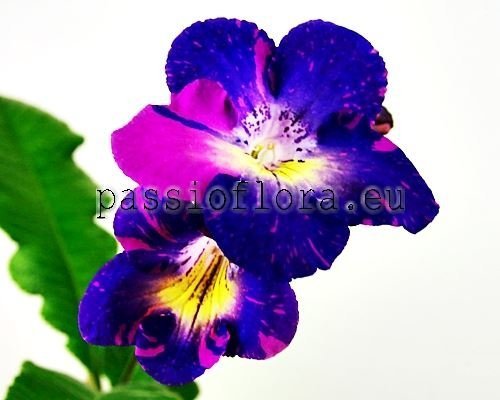 Streptocarpus VAT-VOLSHEBNIY KRISTALL - VAT-MAGIC CRYSTAL