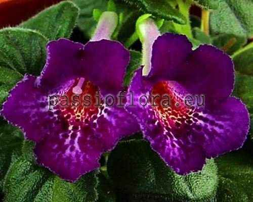 Mini Sinningia SRG'S BLACK ERUPTION