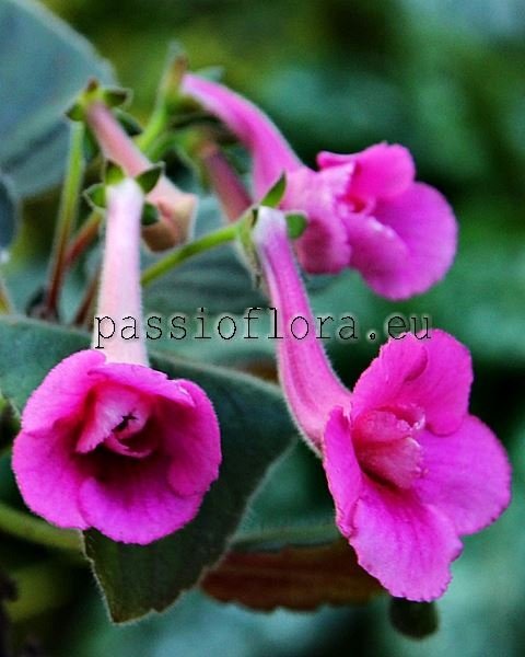 Mini Sinningia SRG'S WILD CHERRY