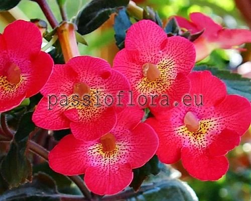 Achimenes Seeds RF'S MR. LAWN 