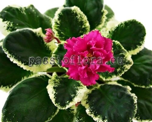African Violet LE-FIERY SUNSET - LE-OGNENNYY ZAKAT 