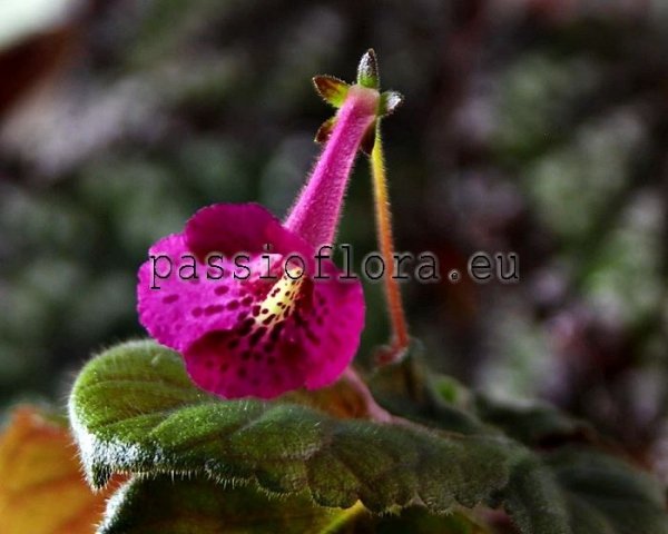 Mini Sinningia  BAL-GRAPE