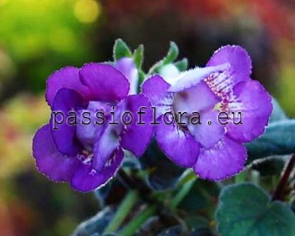 Mini Sinningia SRG'S DOUBLE TROUBLE