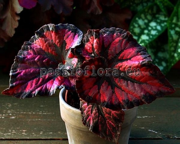 Begonia DS-BURNING PASSION