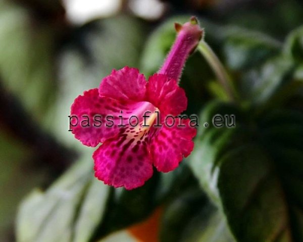 Mini Sinningia  BAL-RED CHEETAH 