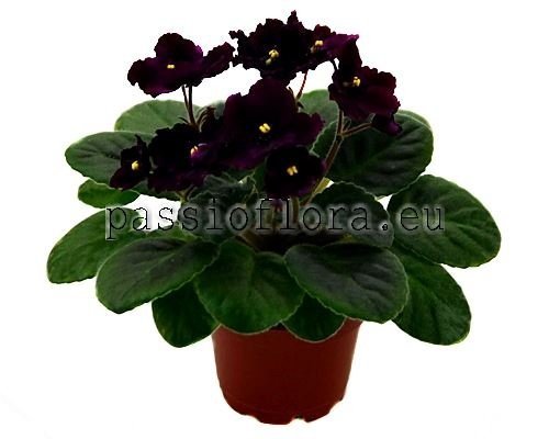 African Violet Mini MAC'S ! KUNG 