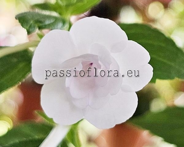 Achimenes DOUBLE WHITE ROSE