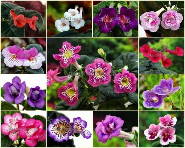 Mini Sinningia Seeds  MIX 2 OF DIFFERENT HYBRIDS