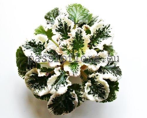 African Violet  LE-VALERIYA