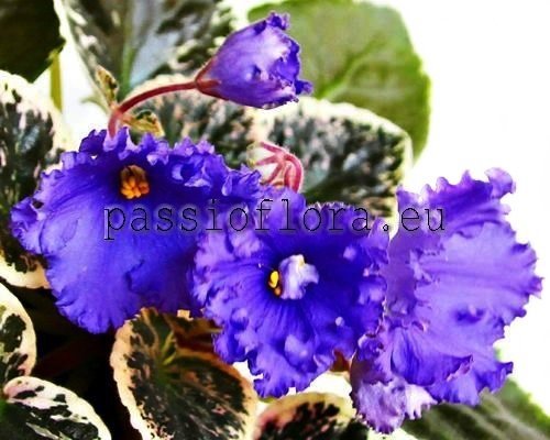 African Violet EK-STAIRWAY TO HEAVEN - EK-LESTNITSA V NEBO