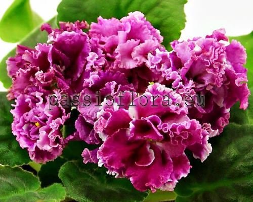 African Violet PT-KATERINA - PT- CATHERINE