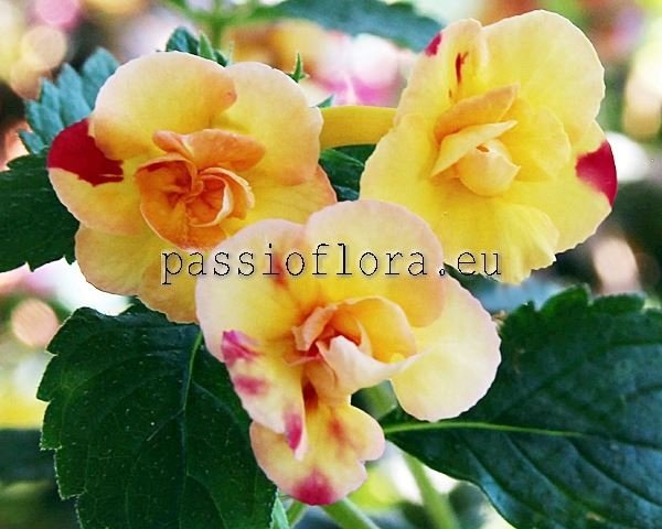 Achimenes DOUBLE YELLOW ROSE