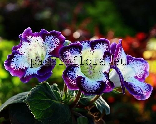 Gloxinia PF-NICOLE