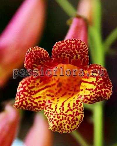 Smithiantha PF-MOSAIC 