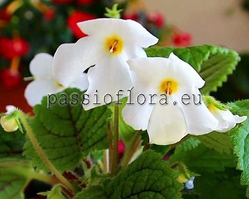 Niphaea oblonga