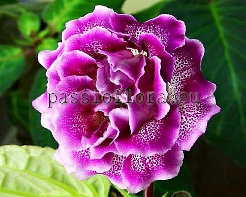Gloxinia PF-SERENITY 