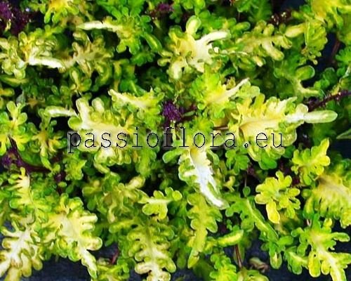 Coleus PF-PROMISE