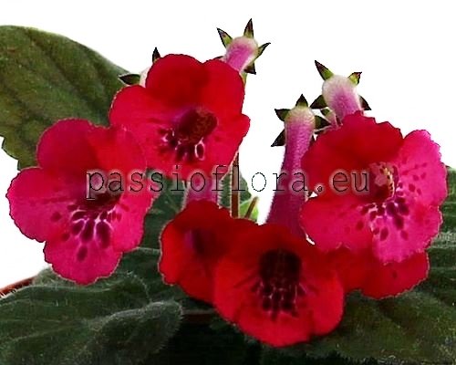 Mini Sinningia SRG'S PAPRIKA 