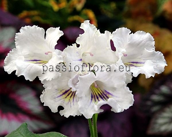 Streptocarpus DS-ROKOKO - DS-ROCOCO