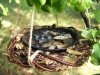 Poidełko dla ptaków Brzozowe - sklep z wiklina - zdjęcie 3