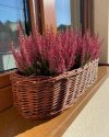 Osłona na donicę Owalna 60cm - sklep z wiklina - zdjęcie