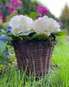  Donica wiklinowa Niekorowana 25cm- sklep z wiklina- zdjęcie 3