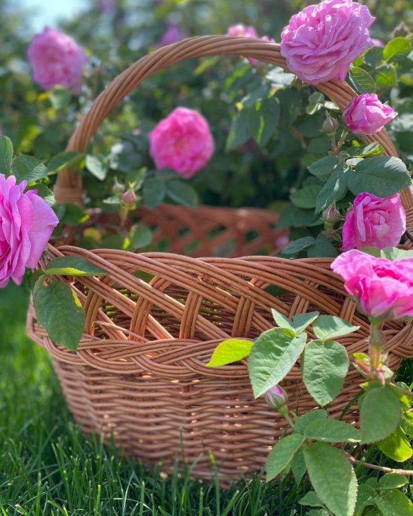 Kosz na zakupy Ażur z warkoczem 34 cm - sklep z wiklina - zdjęcie 9