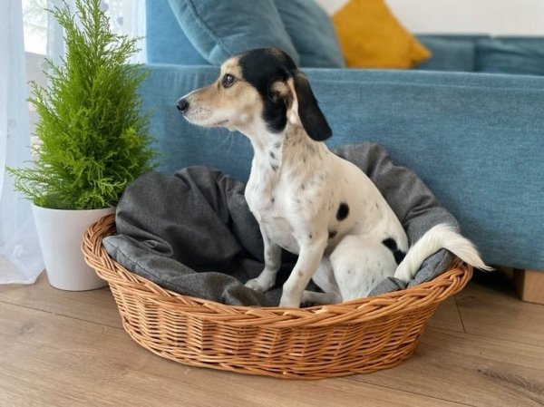 Legowisko dla zwierząt z poduszką 50cm - sklep z wiklina - zdjęcie 3