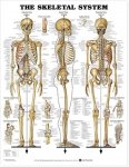 Skeletal System Poster