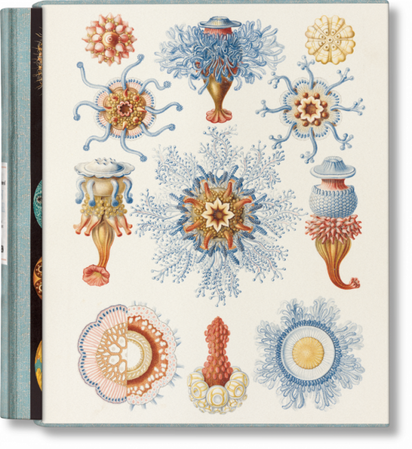 The Art and Science of Ernst Haeckel