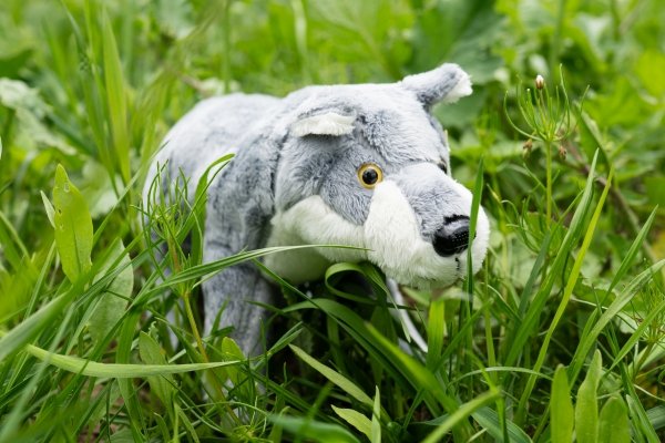 Wilk – pluszowy przyjaciel z Jelonek