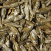Tropical Dried Fish 250ml Suszone ryby Pokarm dla gadów