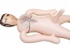 BossSeries Lalka- BOSS Male Doll