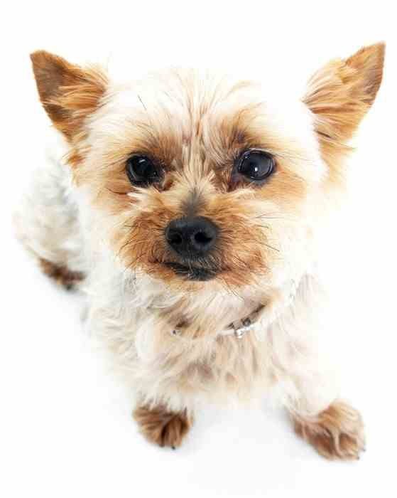 MC-Miska na karmę dla psa 20cm, szara, PetWare