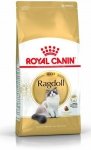 Royal Ragdoll Adult 2kg