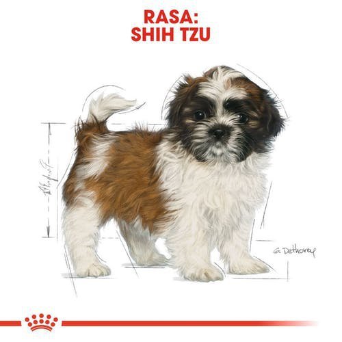 Royal Shih Tzu Puppy 500g