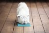 Mata LickiMat® Tuff™ Buddy™ czerwona