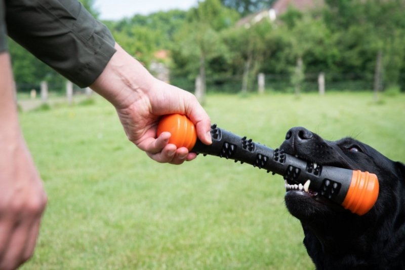 DOG COMETS METEOR patyk do zabawy rozmiar L pomarańczowy