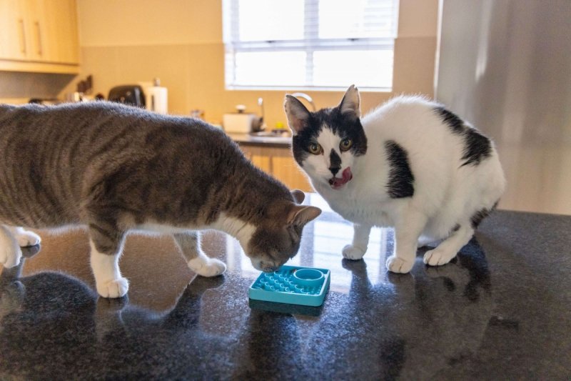 Mata LickiMat® Classic Kitty™ turkusowa
