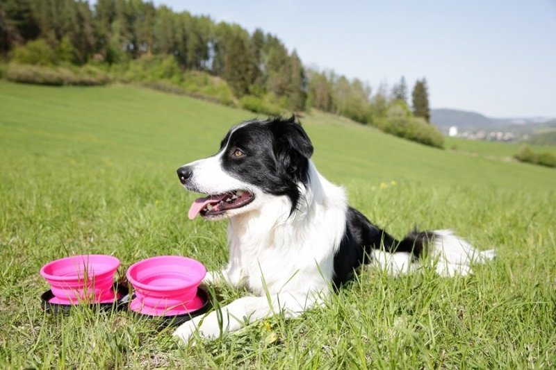 Kiwi Walker TRAVEL DOUBLE BOWL SLOWFEEDER zestaw spowalniających misek turystycznych różowych