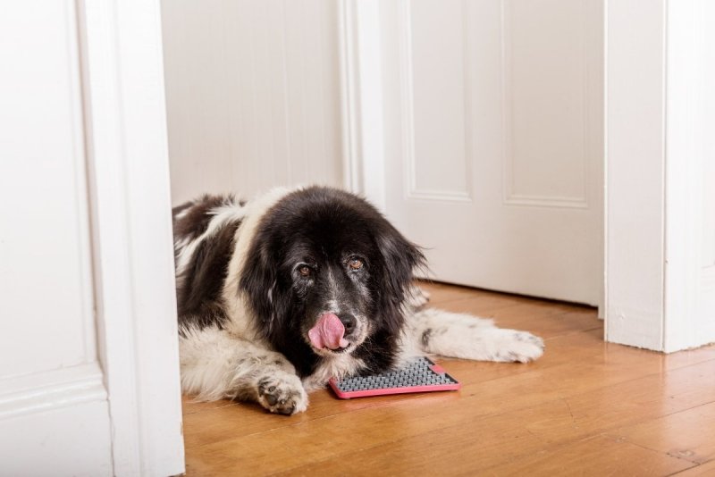 Mata LickiMat® Tuff™ Buddy™ czerwona