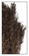 Ozdobna trawa trzcinowa czarna 75 cm