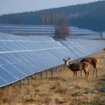 Procedura środowiskowa dla dużych farm fotowoltaicznych (OOŚ): wymogi, badania i wpływ na krajobraz