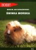 Świnka morska 
