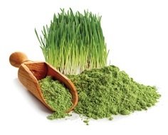 BIO Młody jęczmień (Young Barley) suszony proszek suplement diety MycoMedica 200g 8594167651172