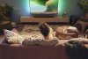 Soundbar Philips TAB6309/10 160W 2 1 Philips1 Philips