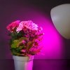 Żarówka do roślin LED PLANTY GS 11W E27 1200K Kobi Design