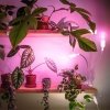 Lampka biurkowa PLANTY CLIP W DUO 2xE27 biała Kobi Design